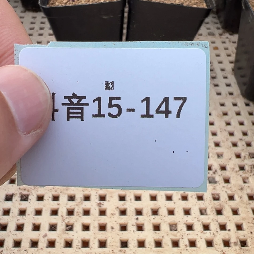 倩**娆15-147肉锥多肉植物