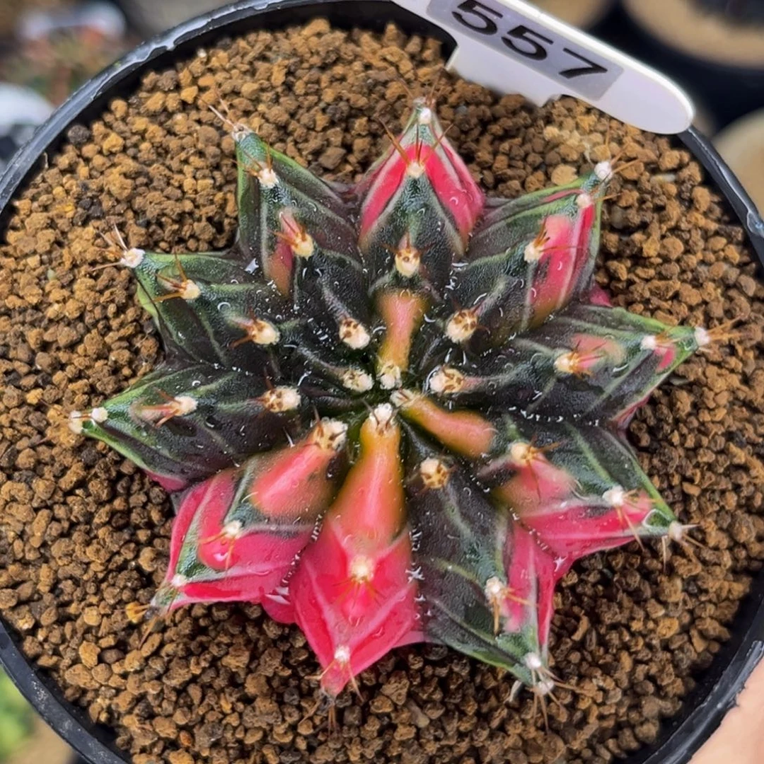 潘色 米哈仙人球