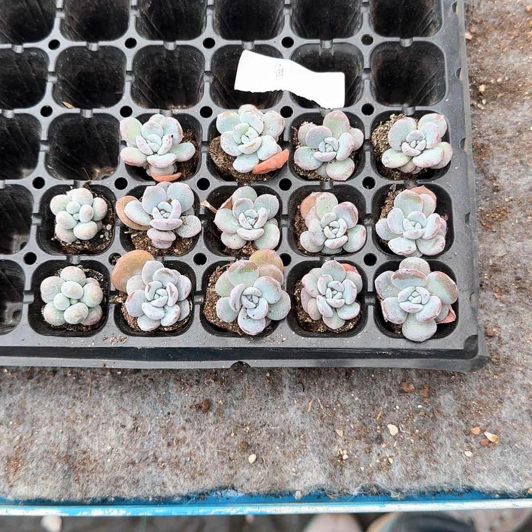 鱼一物一拍专拍链接