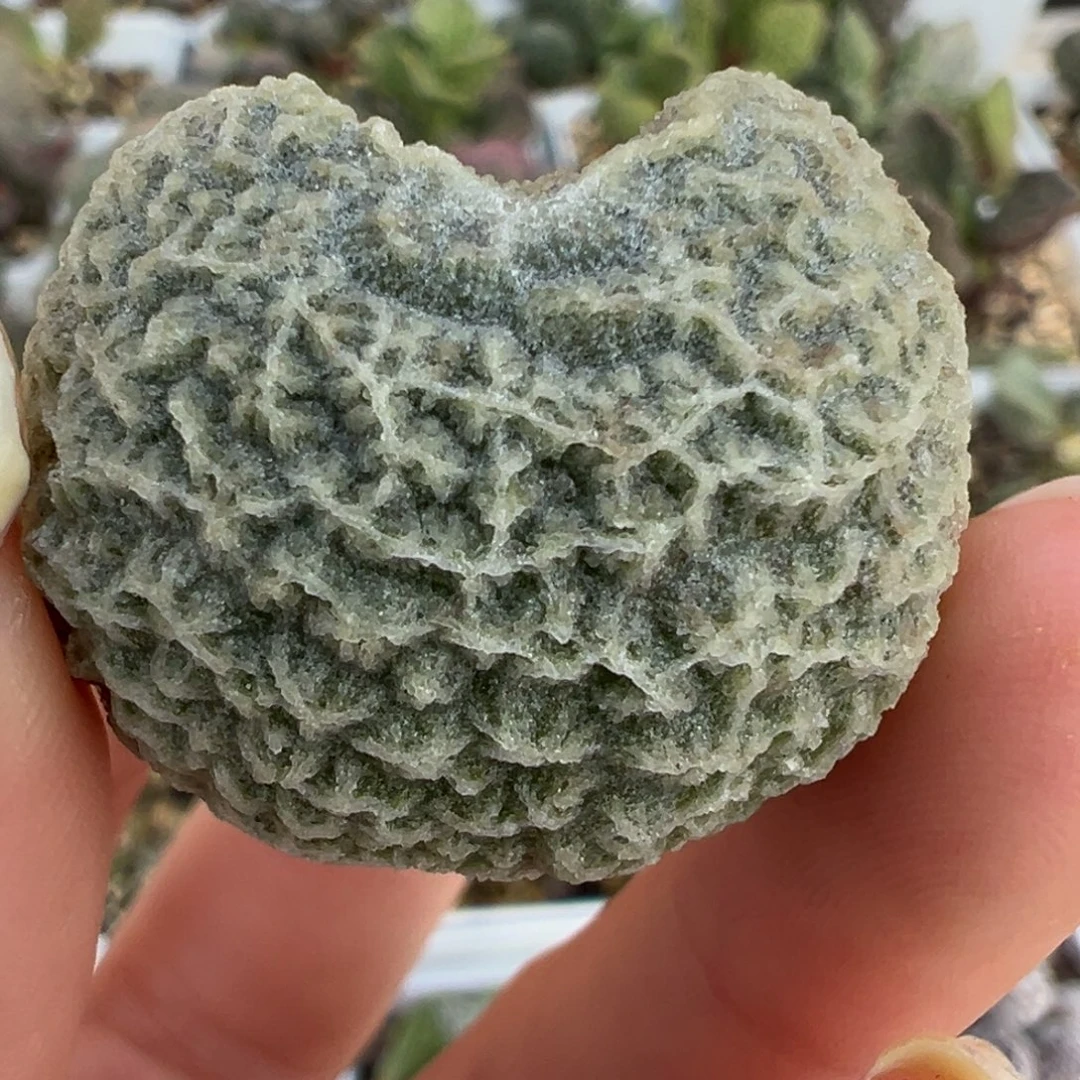 圆球网格纹实生新品多肉植物