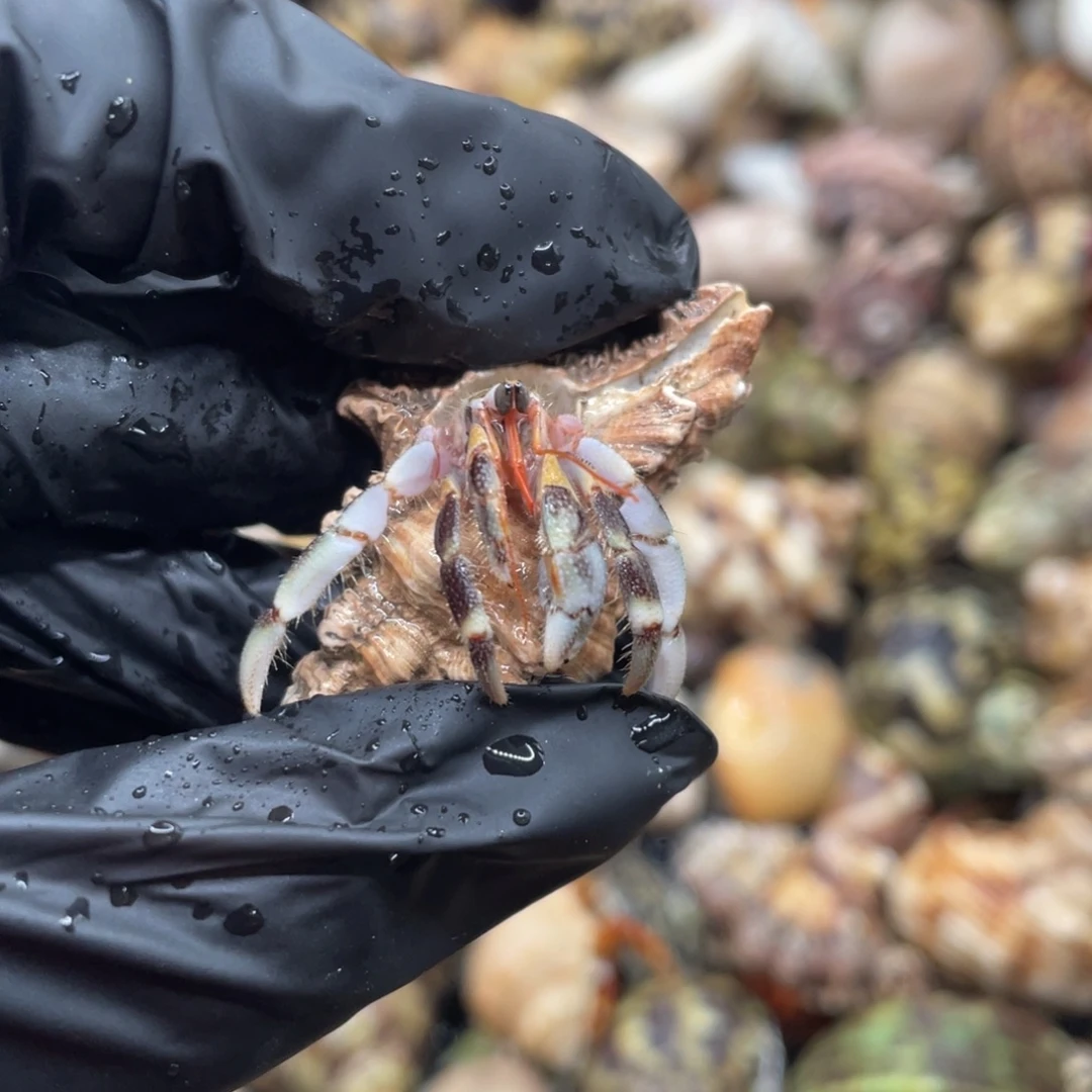 不退不换谢谢支持16