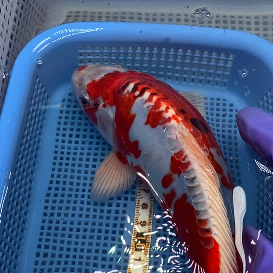 锦鲤冷水锦鲤包邮