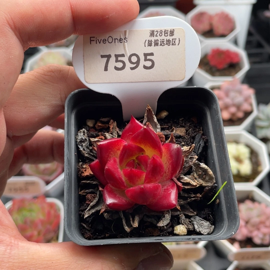 罗宾7595-3.5厘米