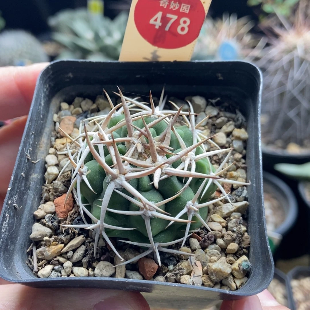 实生水牛角碧岩玉4.1cm