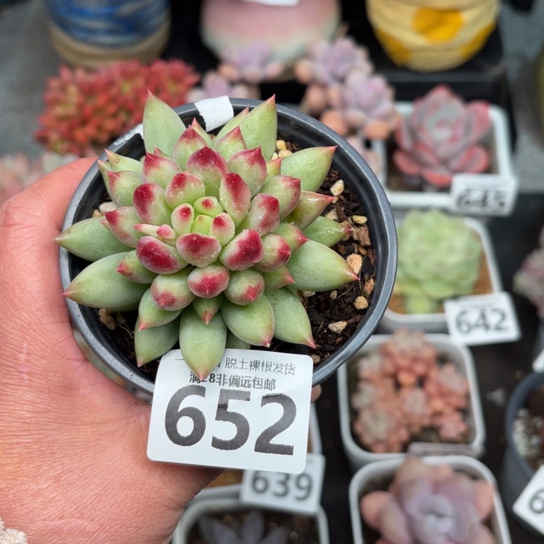 虞美人无盆土发货