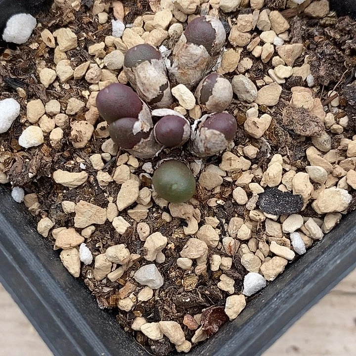 2170紫葡萄一群。