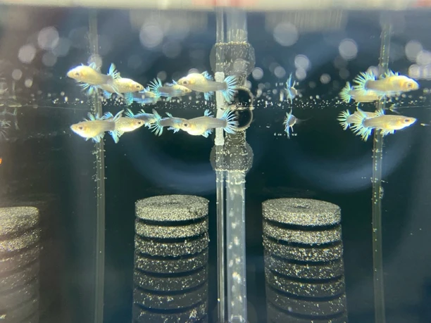 精品蓝礼服皇冠尾孔雀鱼（录完整开箱视频，无视频无售后）