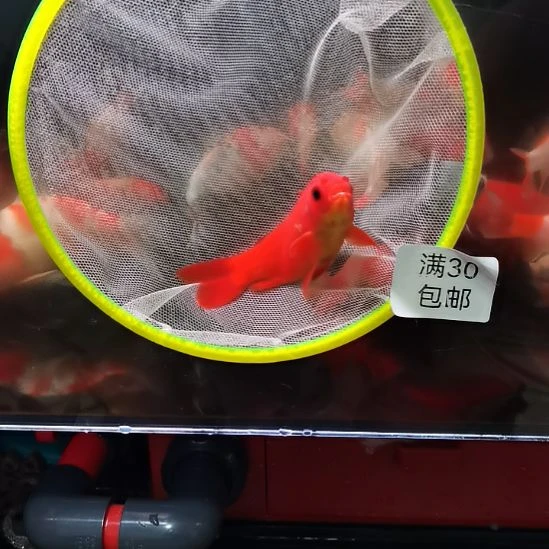 龙睛金鱼海豚头软鳞草金