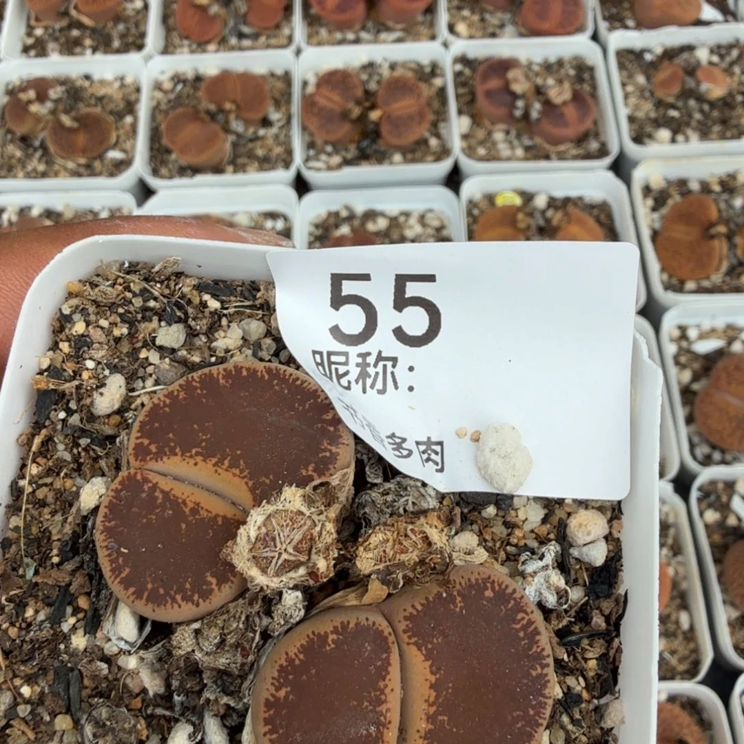 是***。多肉植物多肉植物多肉植物