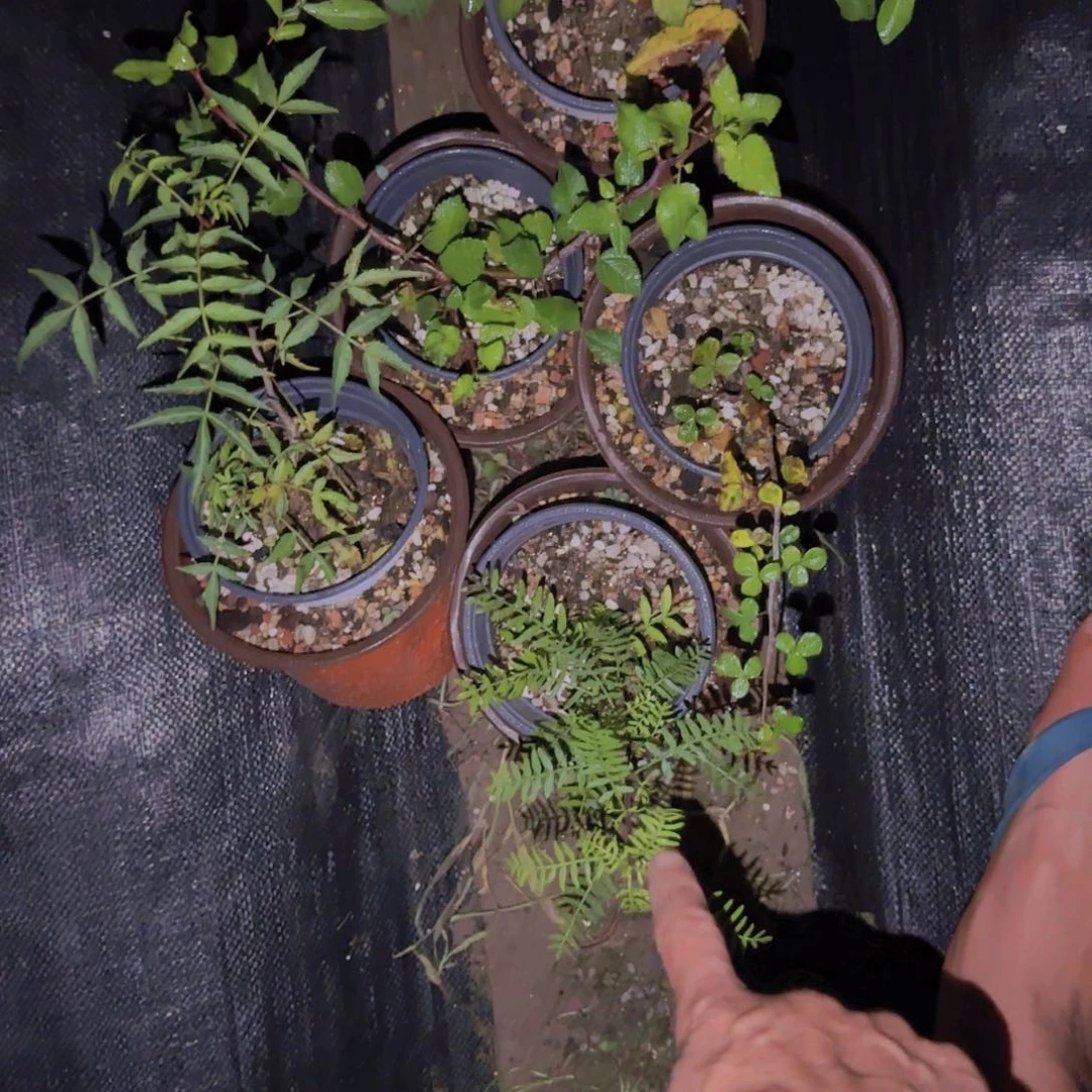 θ***块根植物块根植物
