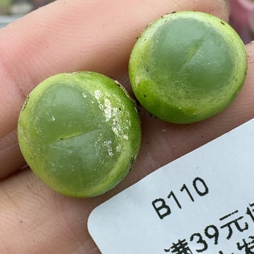 110多肉哈哈哈哈哈哈哈