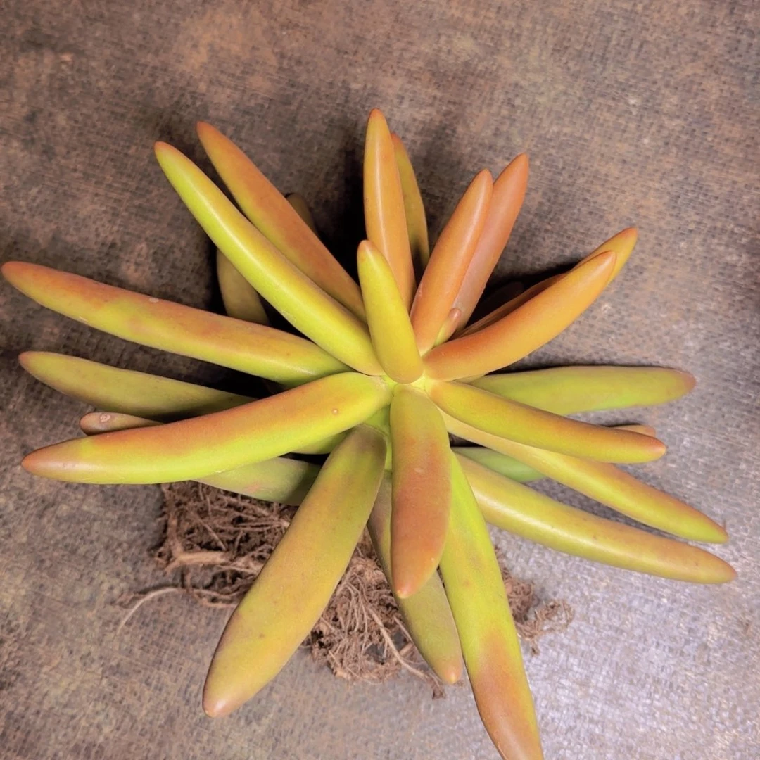 曦**熙曼寄养1111111111111