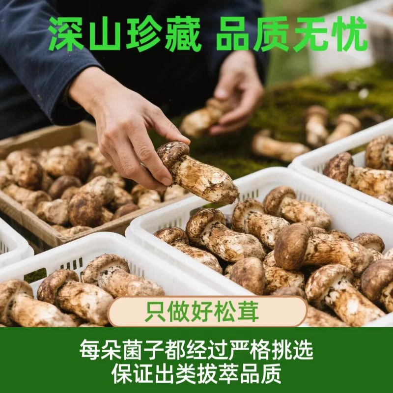 香格里拉松茸送礼专款  至臻国宴级10-12