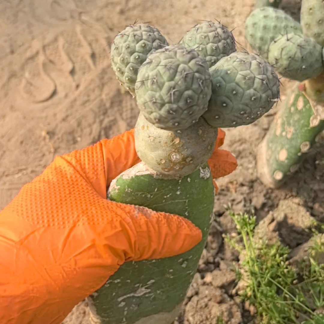 回***忆习志野仙人球直播