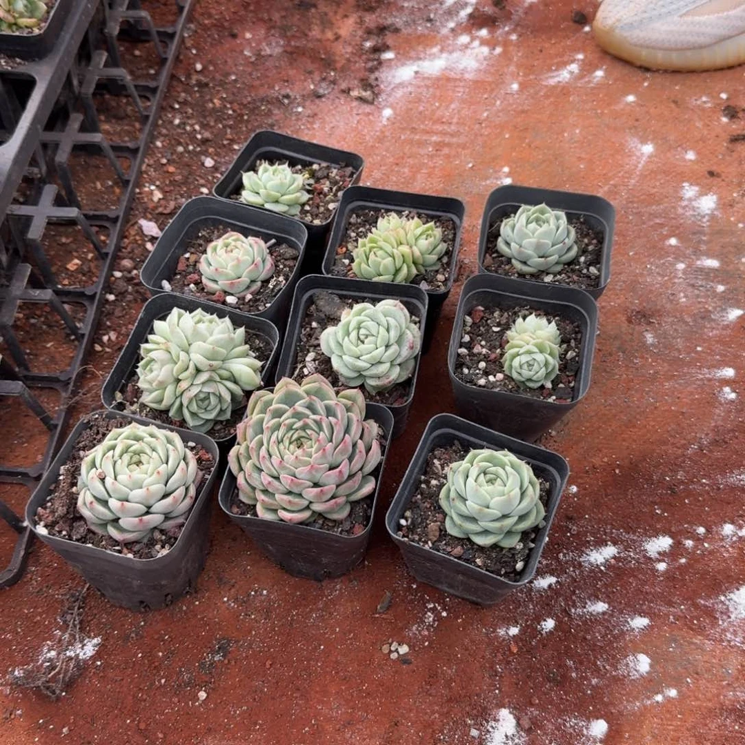 海王麦海时刻十棵脱土量拍16-13