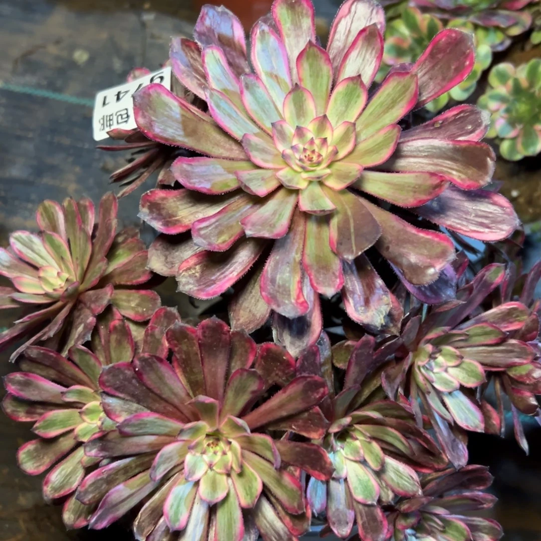 紫霞，满20包邮嘟叮熊