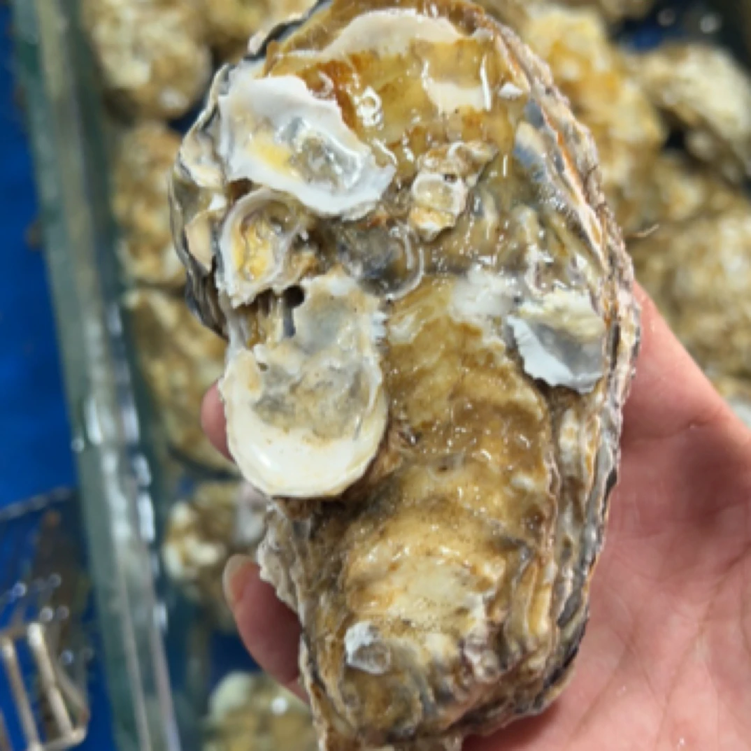 乳山金标保肥大生蚝/斤海蛎子
