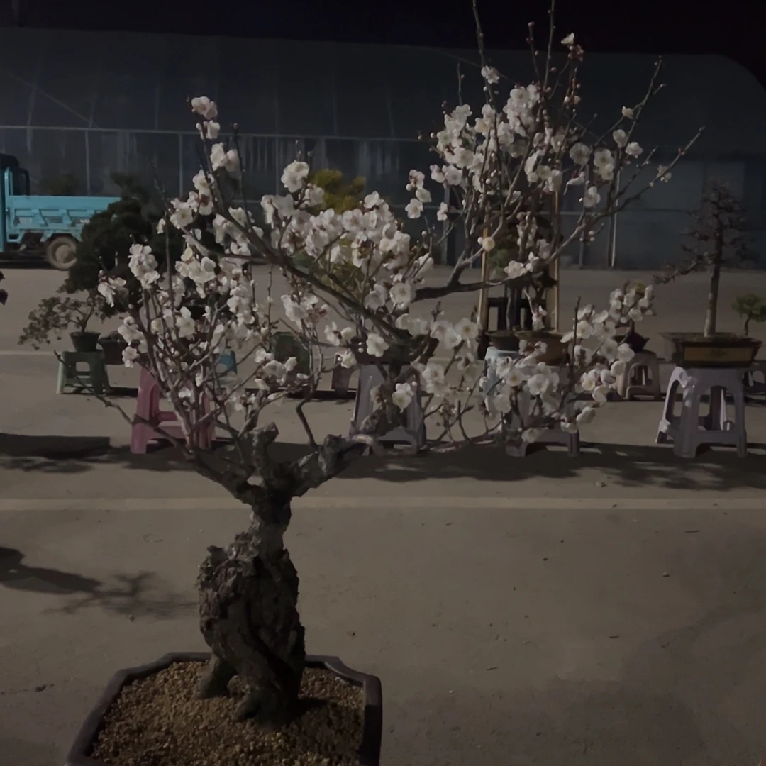 无花朵梅花123456789