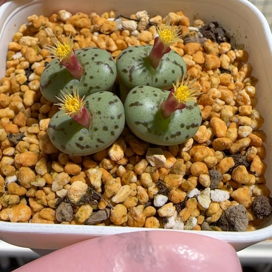 肉锥多肉植物组合-荷叶81