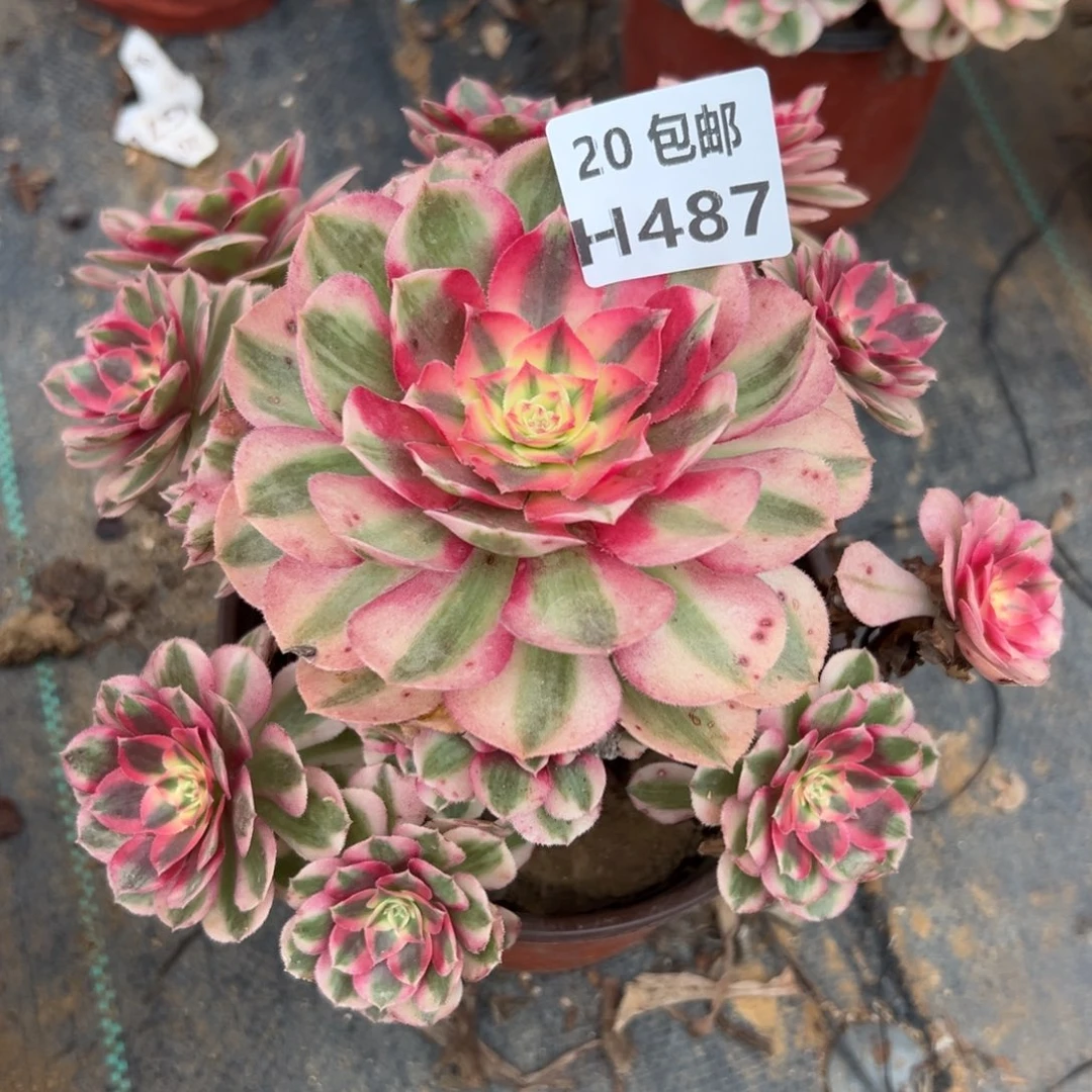 487倾城，多肉法师