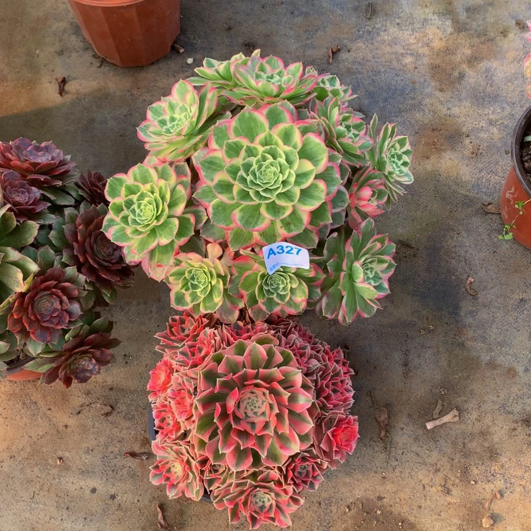 多肉植物327两颗