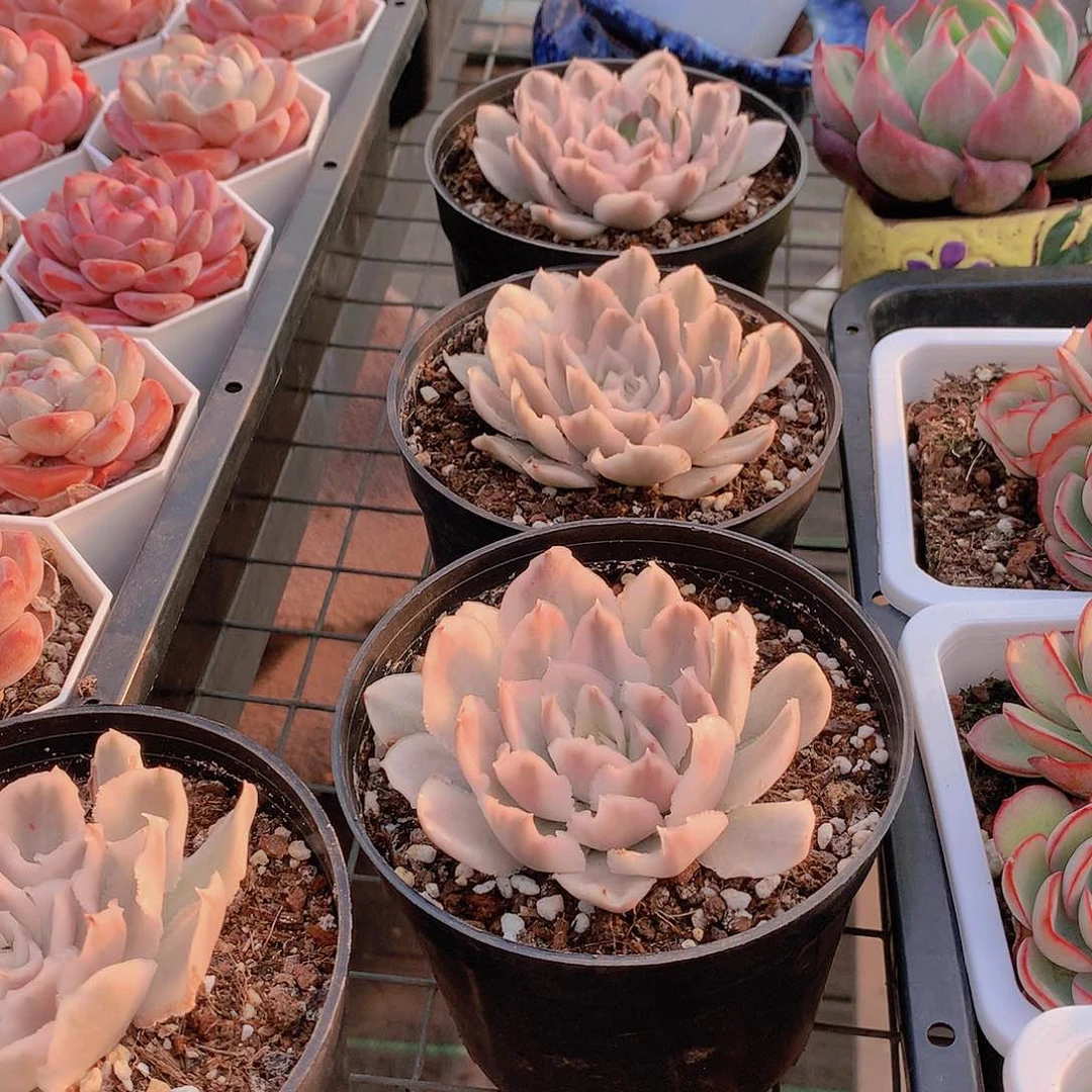 蝴蝶锦2457788900000