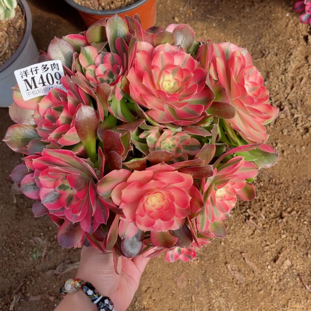 409香妃 冠幅22左右