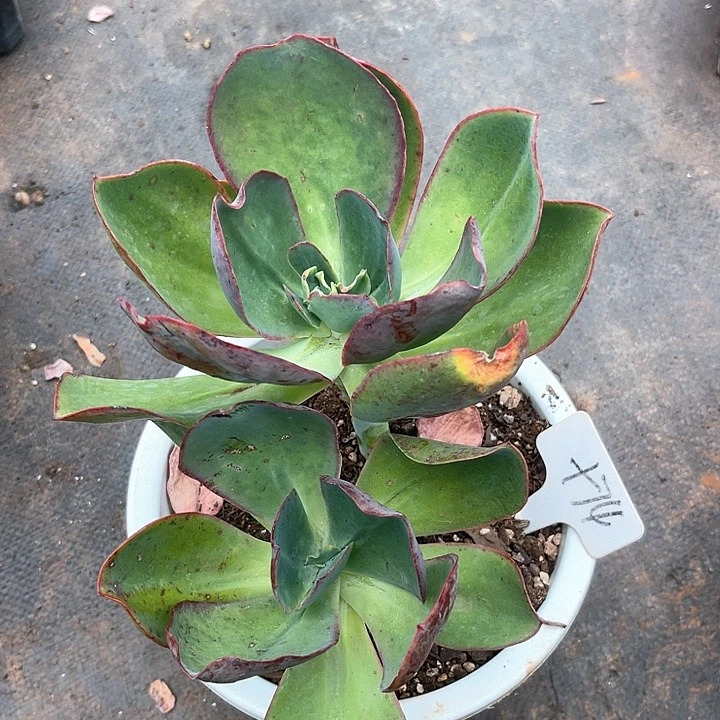 晨语多肉，一物一拍十74