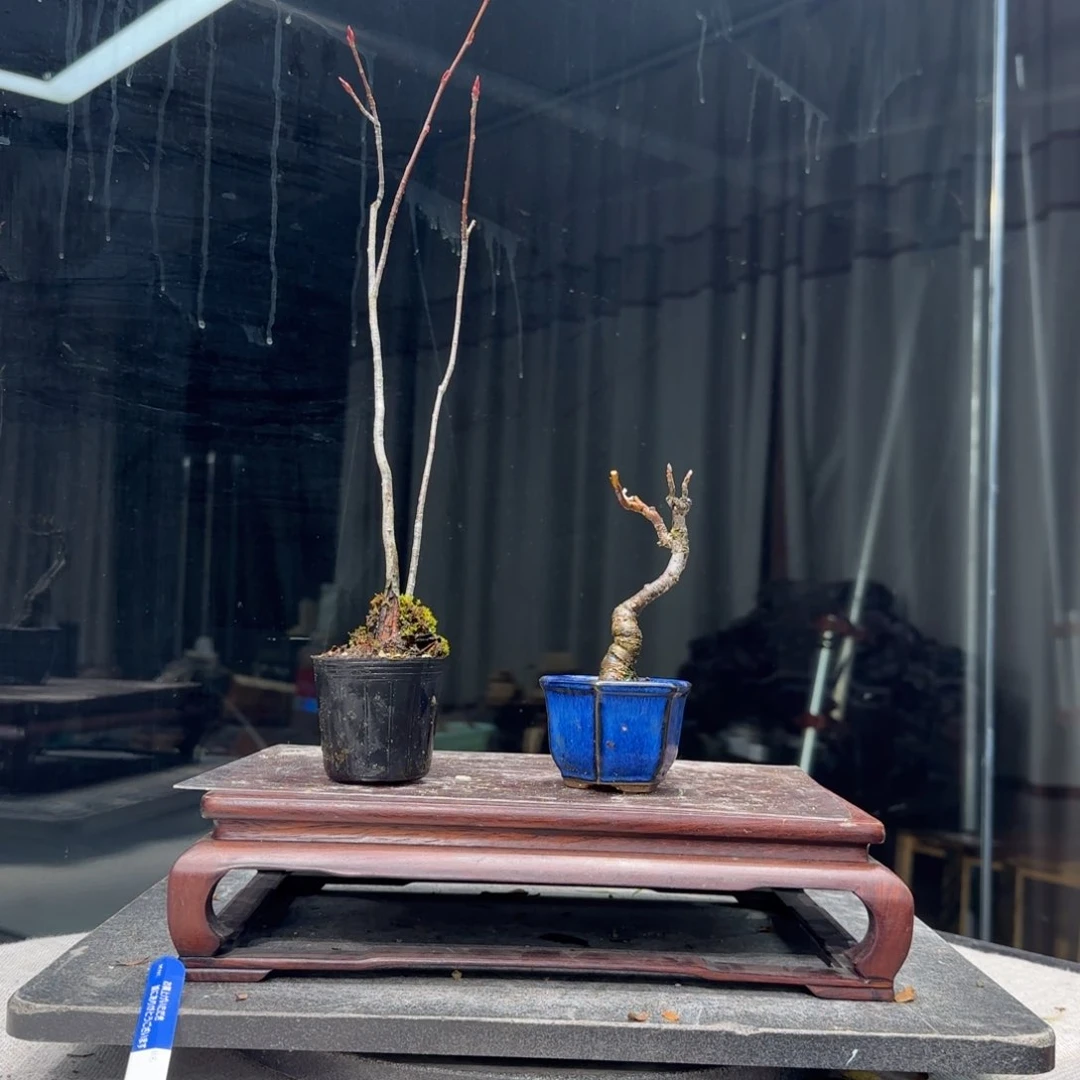 向****、花卉苗木花卉苗木