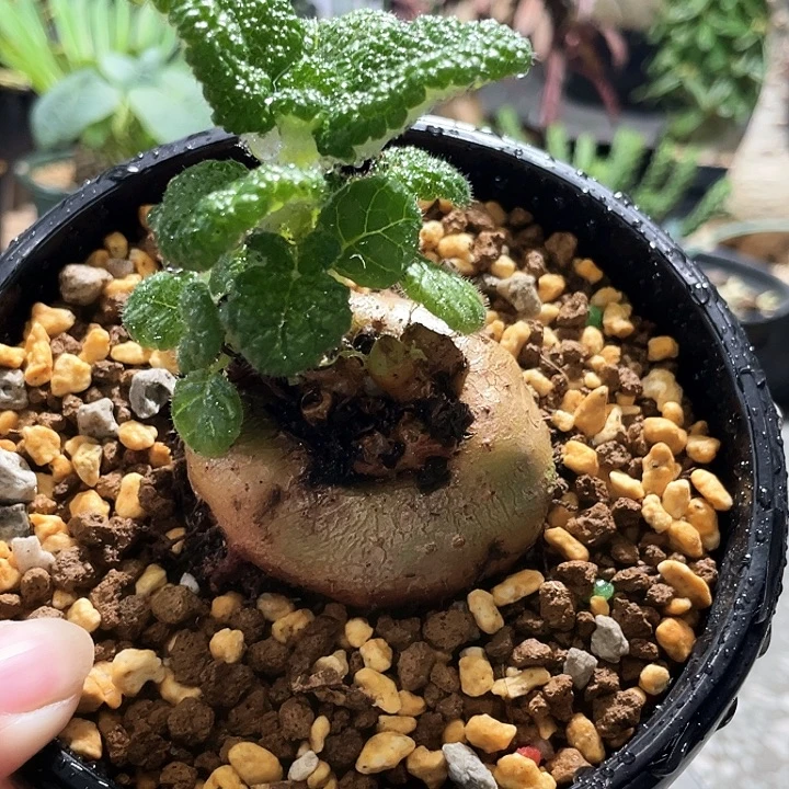 断崖王子666666666666666