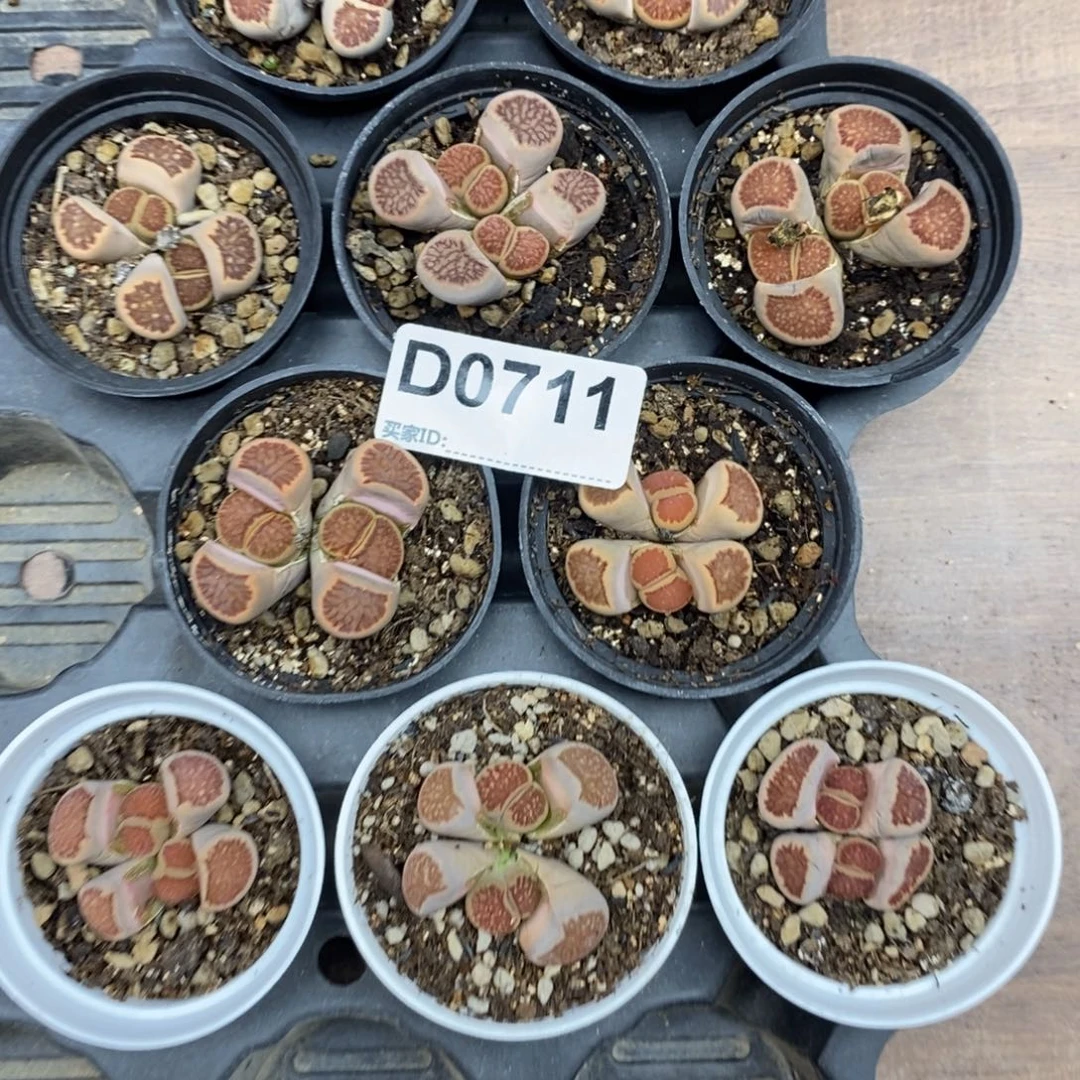 0711 菊10盆带盆发