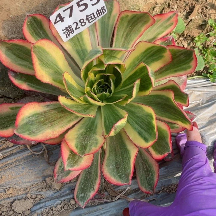 一**善4755二号棚魅影多肉植物A