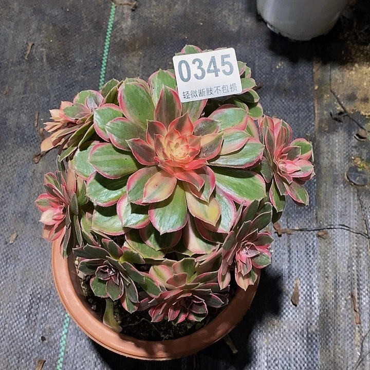 钿***奶黑魔锦034555555555