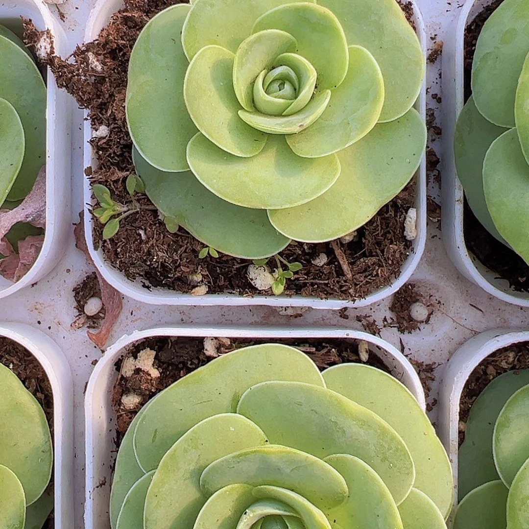 白玉鸡蛋玫瑰19包邮多肉