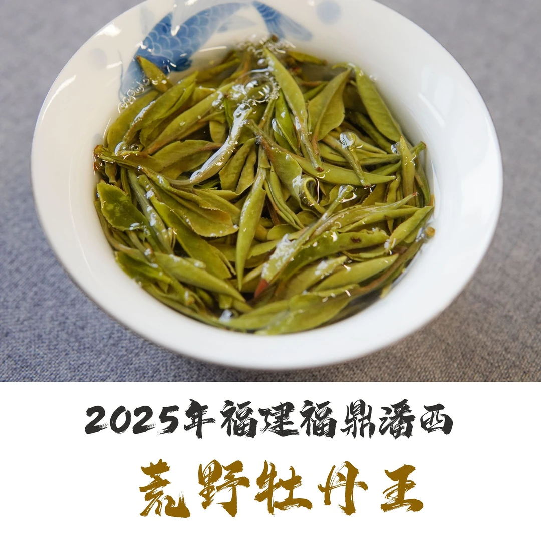 荒野白牡丹2025年福建福鼎白茶核心产磻溪荒野白牡丹