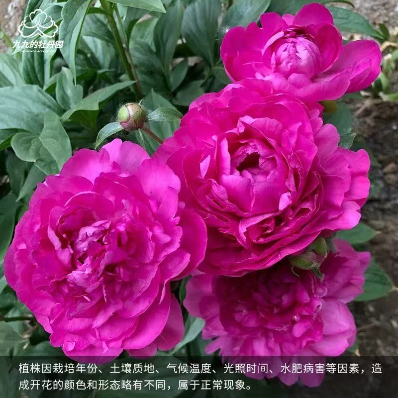 山东精品A级芍药鲜切花对货对版大富贵品种