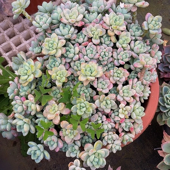 劳尔特价19.8多肉群生，掉头不售后