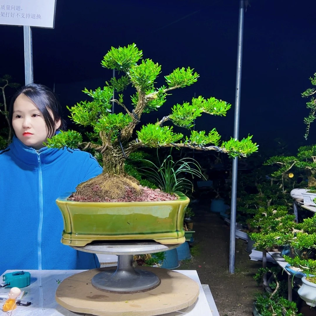 无花朵黄杨木