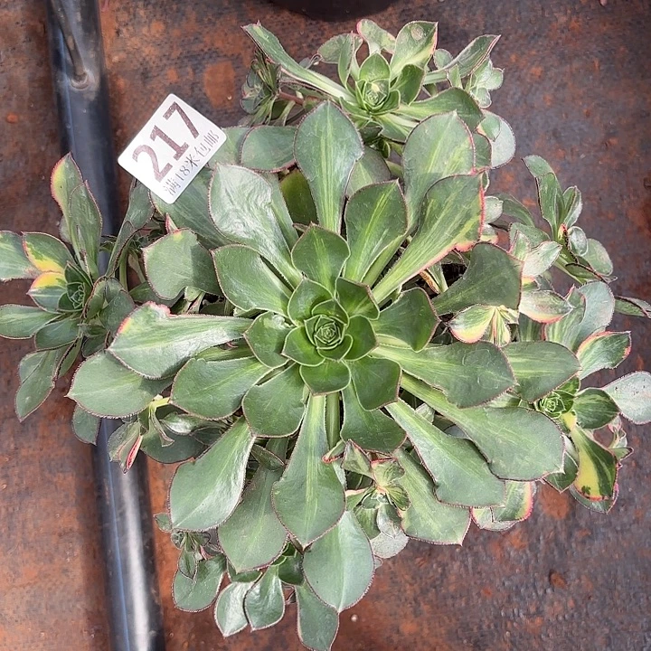 217彩蝶诺米多肉法师锦不包侧枝断枝