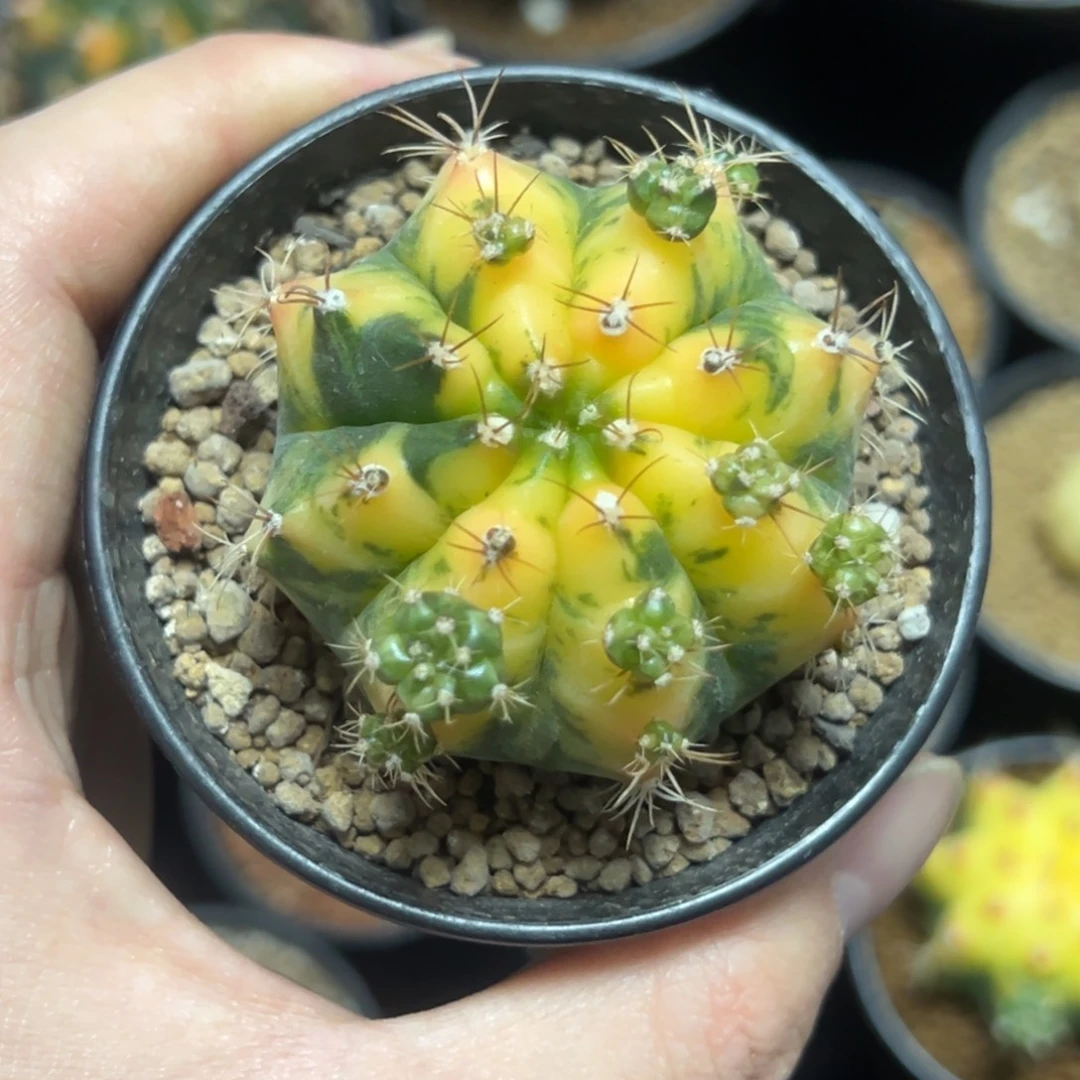 黄水晶侧芽自根带盆土发货19