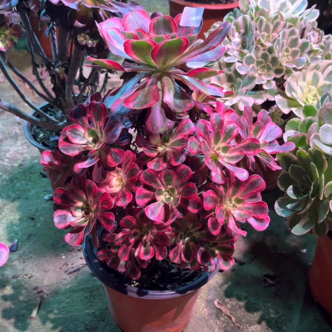 多肉植物香耐儿00199