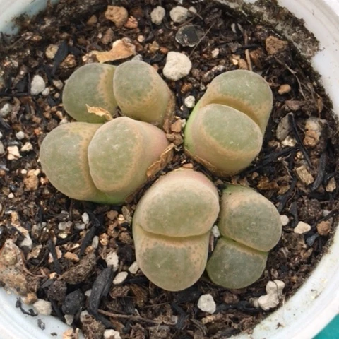 多肉肉锥 流沙风铃