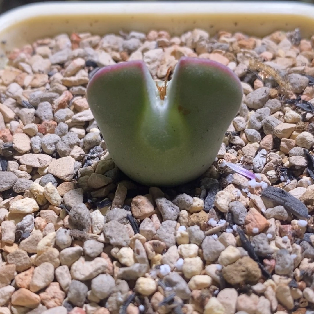 空空空空空蝉蝉蝉