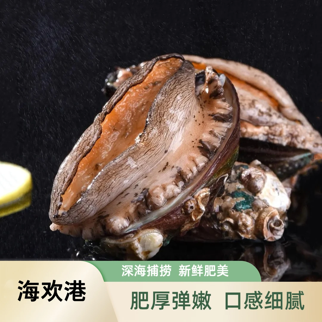 【鲍总管专属】东山岛10头鲍6-6.5cm速冻锁鲜大鲍鱼海鲜水产九孔鲍