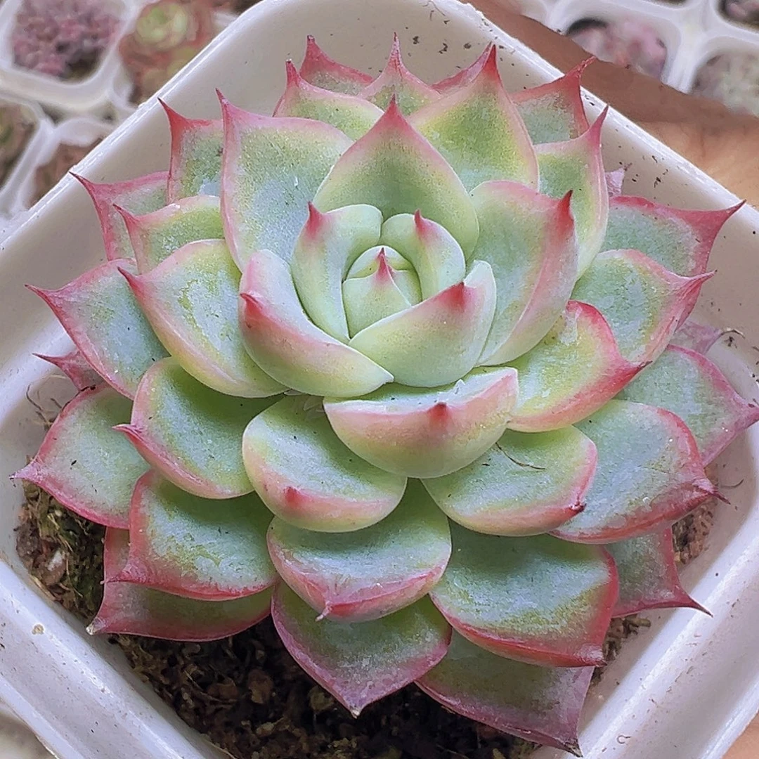 天上人间19包邮多肉