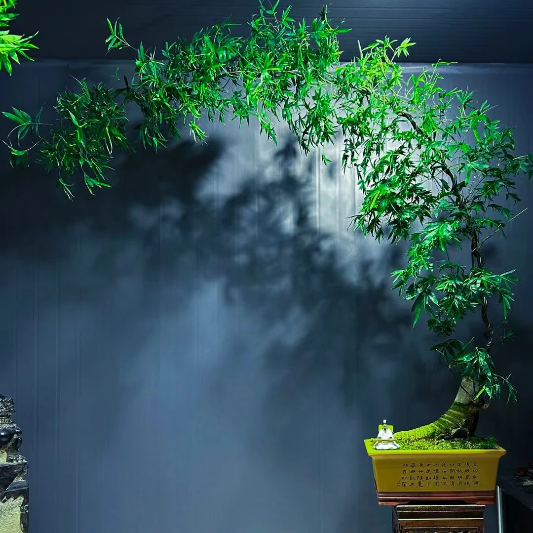 小叶簕竹盆景室内观赏四季常青易养护禅意茶空间必备