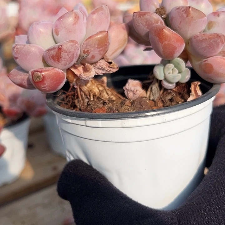 双头       老桩      白露