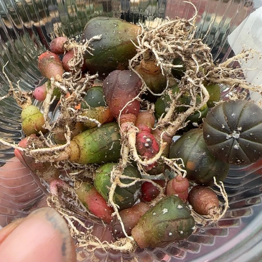 无花朵实生海星兜锦一堆005