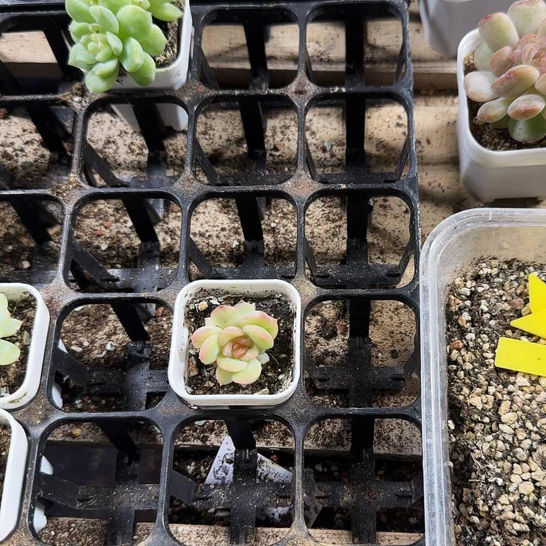 琴心盆一个满25包邮