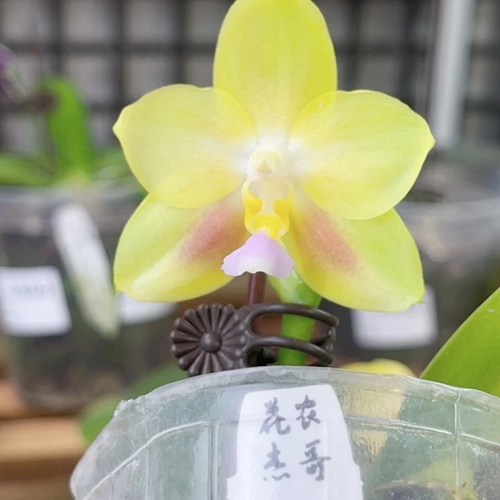 完全开放雅风春雀-超级茶香-1405